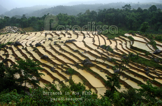 Terraces in Hoa Binh