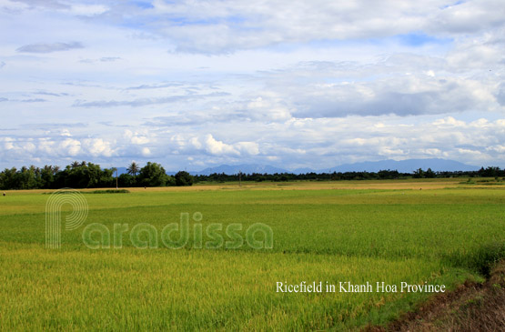 Ricefield in Khanh Hoa