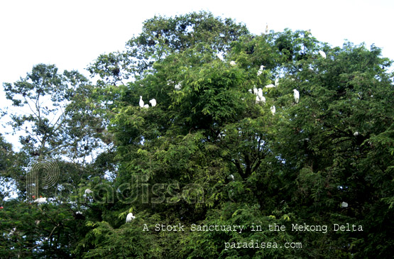 A stork sanctuary in the Mekong Delta