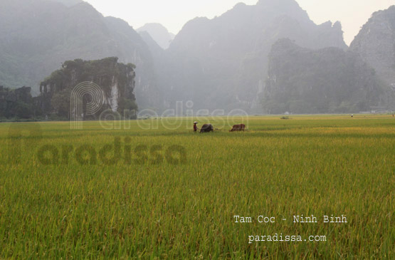 Tam Coc Ninh Binh Vietnam