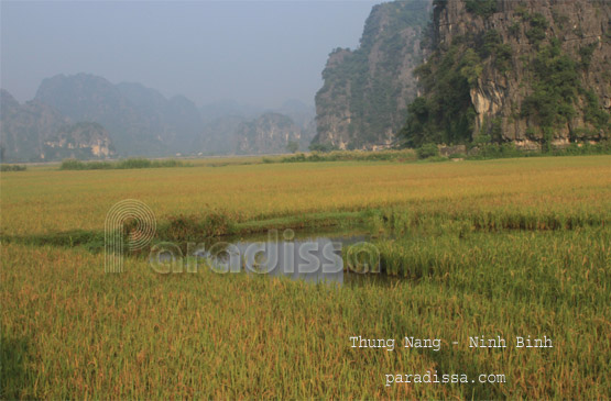 The rice fields at Thung Nang, Ninh Binh