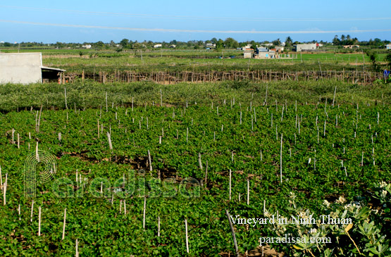Vineyards at Ninh Thuan