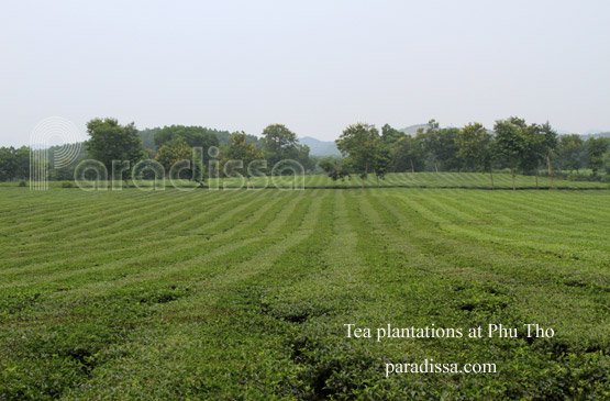 Phu Tho Vietnam Phu Tho Vietnam
