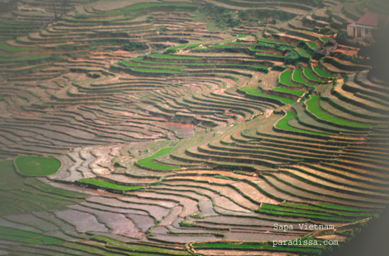 Images of Sapa Rice Terraces