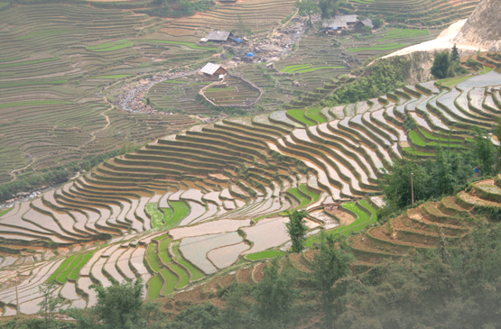 Images of Sapa Rice Terraces