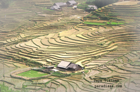 Images of Sapa Rice Terraces