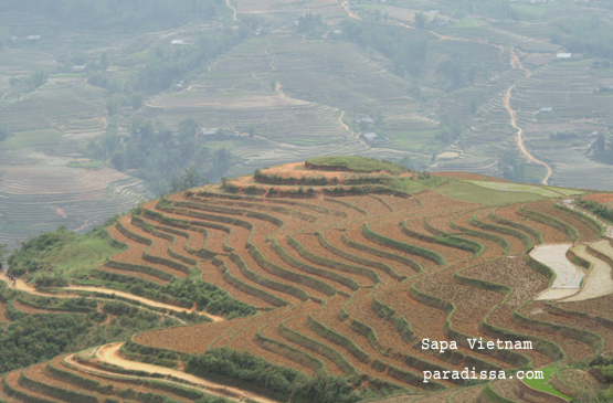 Images of Sapa Rice Terraces