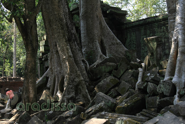 Huge encroaching trees at the Ta Prohm Temple, Siem Reap, Cambodia
