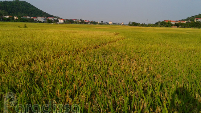 Golden rice fields on the bike tour at Tien Du, Bac Ninh