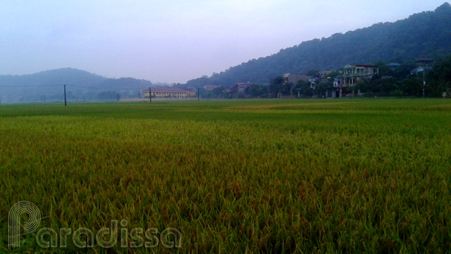 Rice fields at Tien Du, Bac Ninh