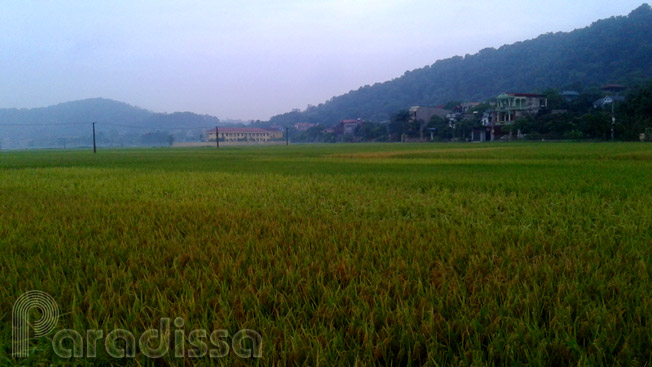 Rice fields at Tien Du, Bac Ninh Rice fields at Tien Du, Bac Ninh