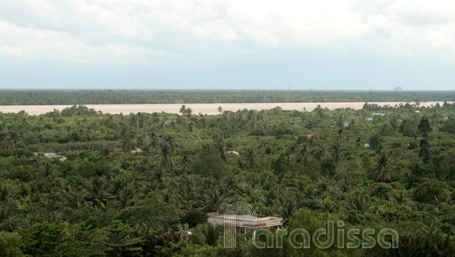 Coconut forests at Ben Tre, Mekong Delta, Vietnam