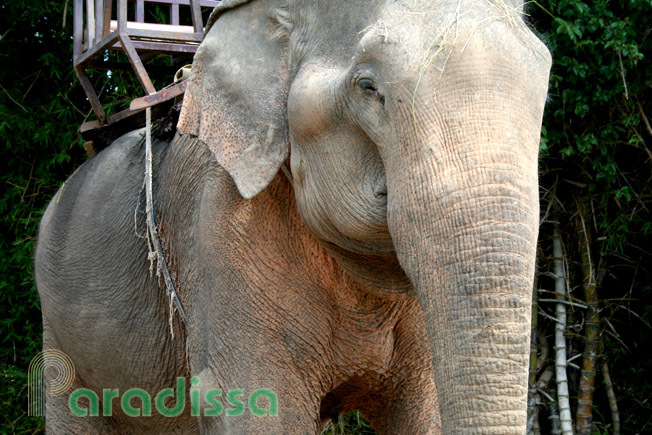 Elephant riding at the Lak Lake