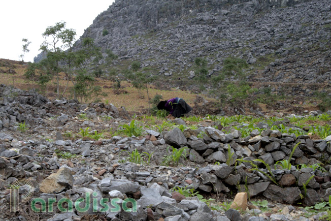 A rocky corn farm at Dong Van Karst Plateau, Ha Giang