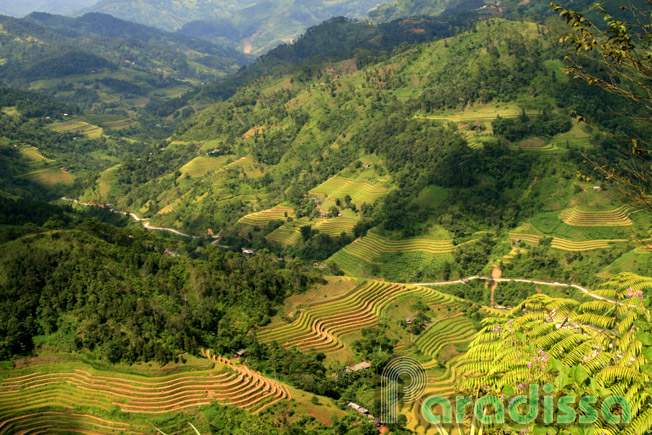 Sublime landscape with golden rice terraces on hillsides at Ban Luoc, Hoang Su Phi, Ha Giang