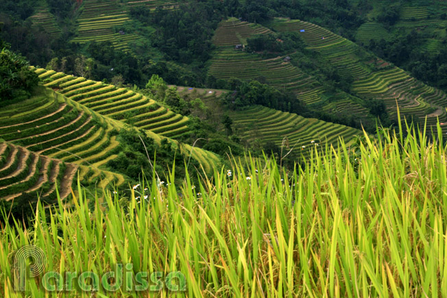 A close-range photo of the golden rice at Ban Luoc