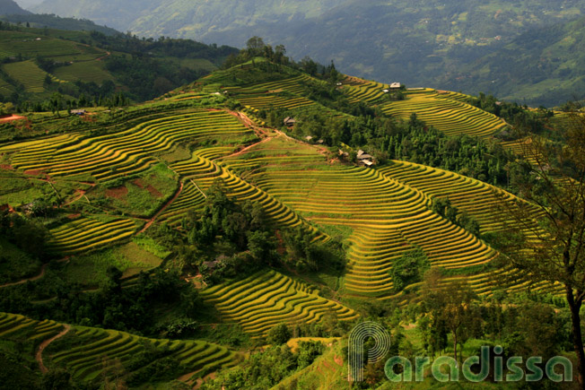 a photo with wide angle of view of golden rice terraces at Ban Luoc