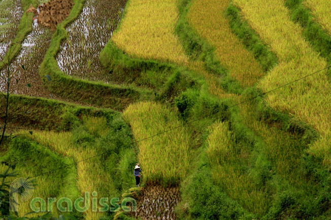 A close view of golden rice terraces at Ban Nhung, Hoang Su Phi, Ha Giang