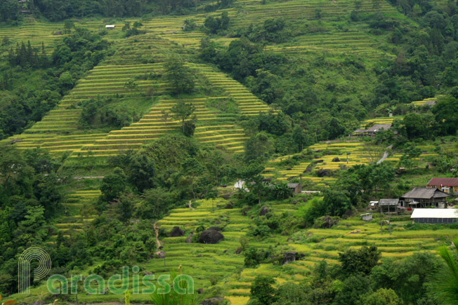 Unbelievably beautiful mountainside with golden rice at Ban Peo, Hoang Su Phi, Ha Giang