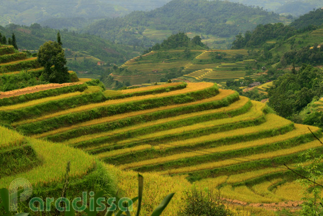 Breathtaking golden rice terraces at Ban Peo