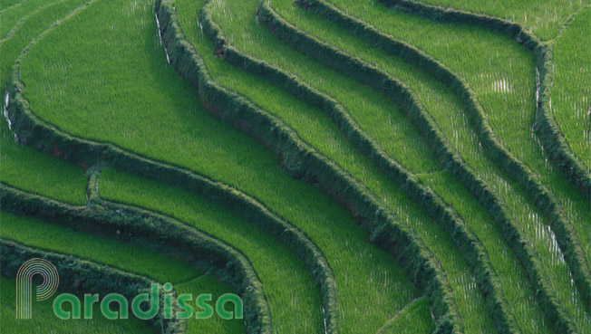 Green rice terraces Green rice terraces