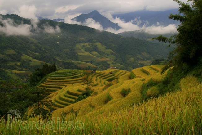 Golden rice terraces at Hoang Su Phi, Ha Giang Province, Vietnam