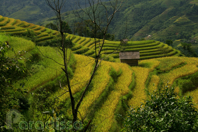 Amazing rice terraces Amazing rice terraces