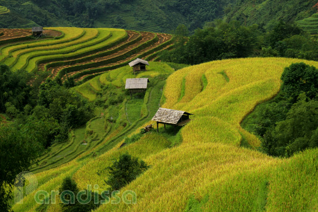 Rice terraces