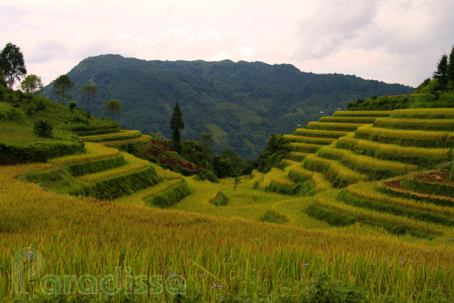 A spectacular hillside at Hoang Su Phi