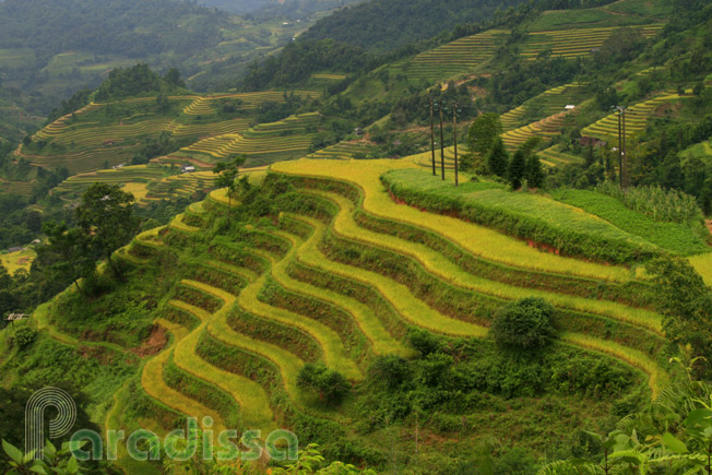Breathtaking rice terraces at Thong Nguyen