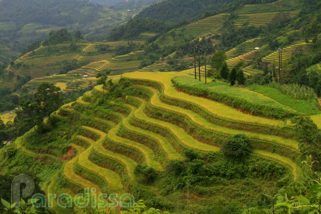 Breathtaking rice terraces at Thong Nguyen