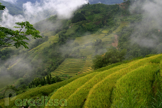 Golden rice terraces in fog at Ho Thau, Hoang Su Phi, Ha Giang