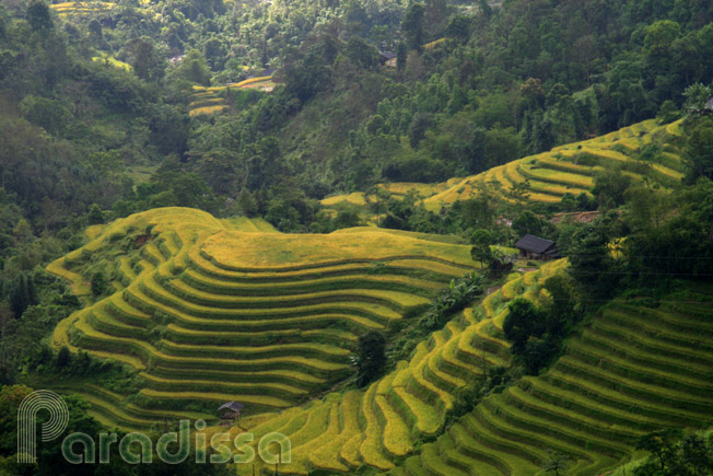 Golden rice terraces amid forests at Ho Thau