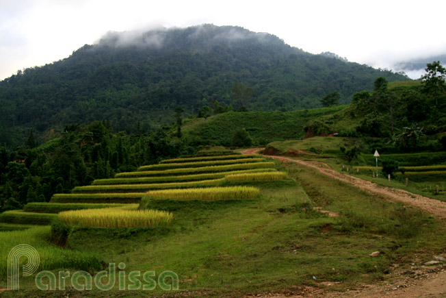 A sentier de randonnée au Mont Chieu Lau Thi à Hoang Su Phi