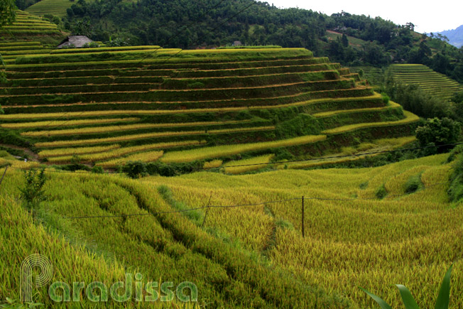 Fluid lines of golden rice terraces at Nam Khoa, Hoang Su Phi, Ha Giang