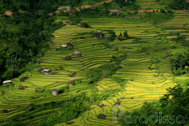 A mountainside at Thong Nguyen, Hoang Su Phi