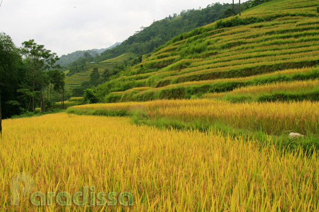 Rice terraces at Thong Nguyen
