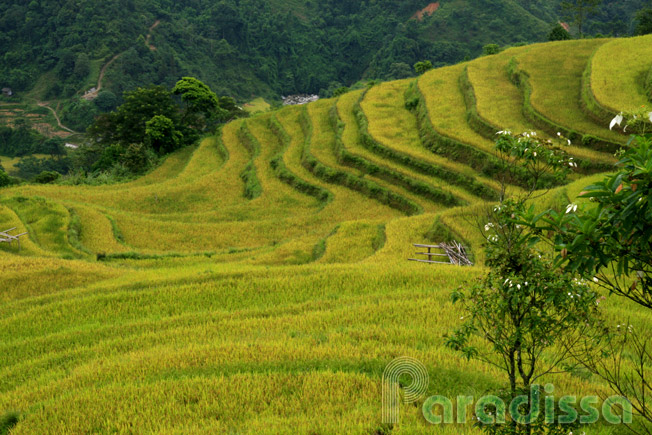 Impressive golden rice terraces at Thong Nguyen