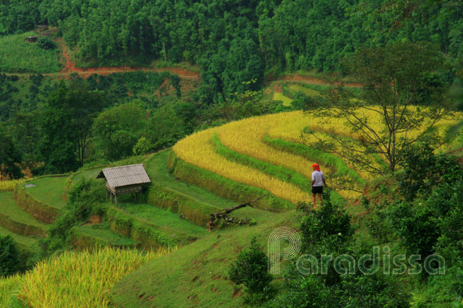 A Red Dao lady at work on a golden terraced rice field