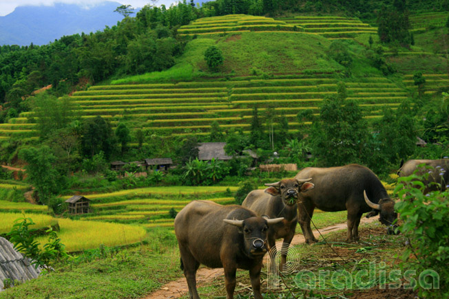 Water buffalos in on a trekking path at Thong Nguyen