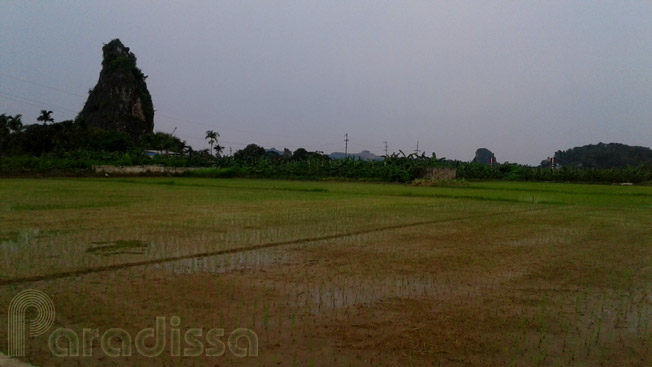 Ricefields in the countryside of Hai Phong