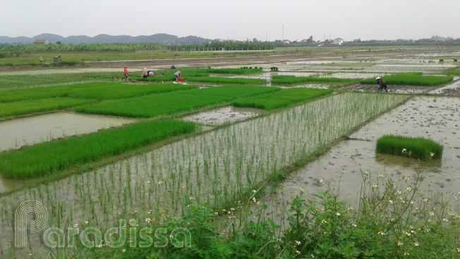 Scenic farms at Thuy Nguyen, Hai Phong