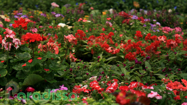 un marché aux fleurs