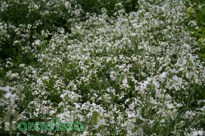 Some patches of white flowers