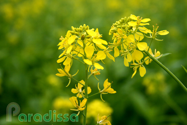 A close-up photo of tiny yellow blossoms