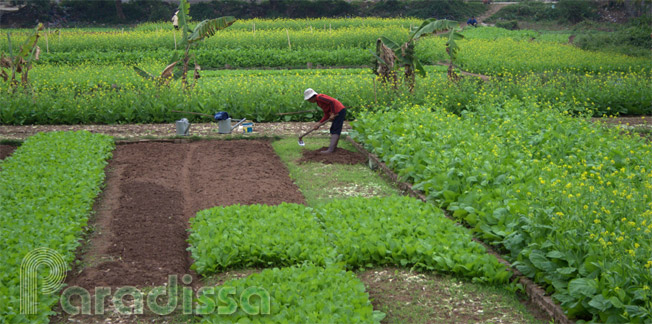 A lady working in the field