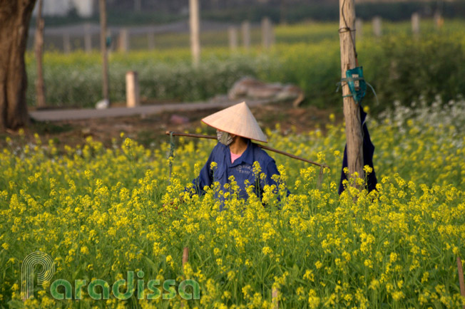 A lady in conical hat amid flowers