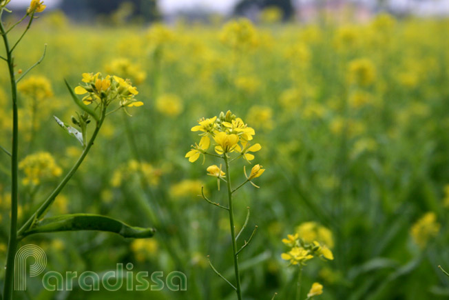 A close-up picture of the flowers