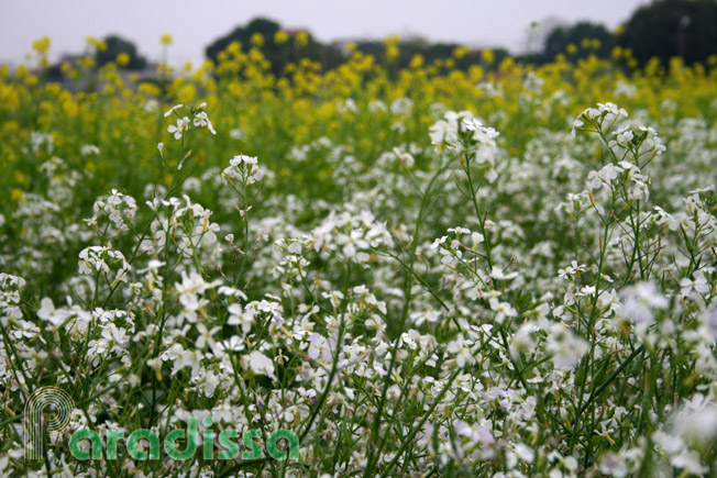 A photo with different shooting angle of the flowers