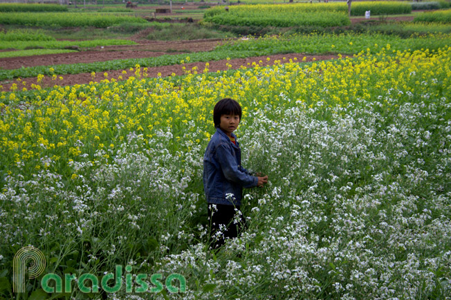 A kid in a patch of flowers